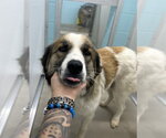 Small Great Pyrenees Mix