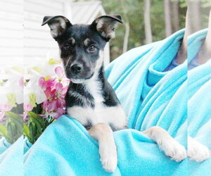 German Shepherd Dog-Unknown Mix Dogs for adoption in Woodbury, NY, USA