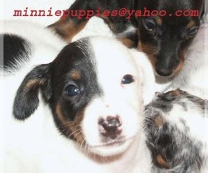 Dachshund Puppy for sale in NEW PORT RICHEY, FL, USA