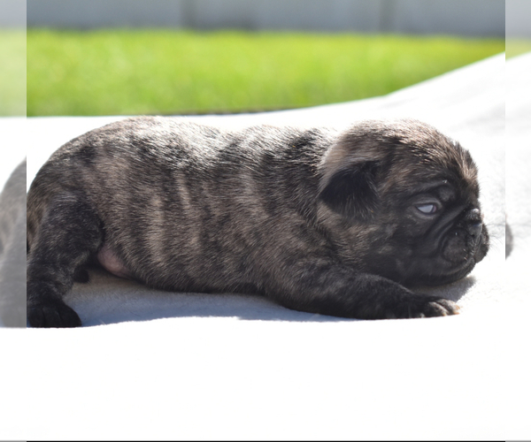 Medium Photo #1 Pug Puppy For Sale in PALM COAST, FL, USA