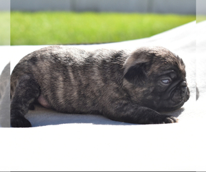 Pug Puppy for sale in PALM COAST, FL, USA