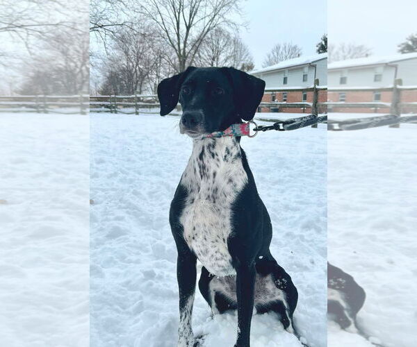 Medium Photo #10 Pointer-Unknown Mix Puppy For Sale in Germantown, OH, USA