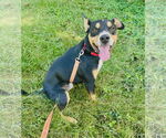 Small #4 Mutt