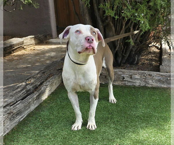 Medium Photo #8 American Staffordshire Terrier-Unknown Mix Puppy For Sale in Albuquerque, NM, USA