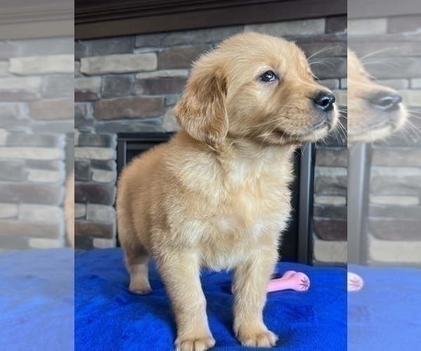 Medium Photo #6 Golden Retriever Puppy For Sale in NOBLESVILLE, IN, USA