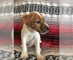 Small Photo #10 Jack Russell Terrier Puppy For Sale in TREZEVANT, TN, USA
