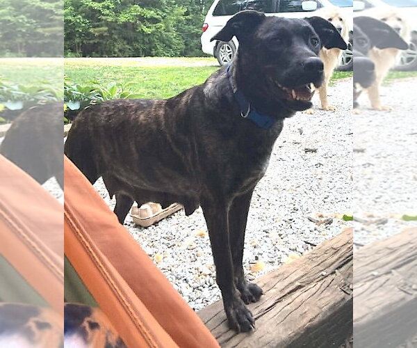 Medium Photo #2 Labrador Retriever-Plott Hound Mix Puppy For Sale in Mount Airy, NC, USA