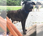 Small #1 Labrador Retriever-Plott Hound Mix