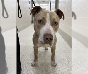 American Pit Bull Terrier Dogs for adoption in Saginaw, MI, USA