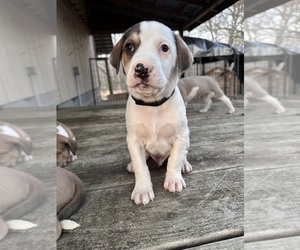 Sheprador-Treeing Walker Coonhound Mix Puppy for sale in RAMSEUR, NC, USA