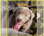 Puppy Puppy 8 Labrador Retriever