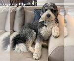 Small Photo #1 Bernedoodle Puppy For Sale in CARTERVILLE, IL, USA
