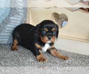 Cavalier King Charles Spaniel Puppy for Sale in GREENWOOD, Wisconsin USA