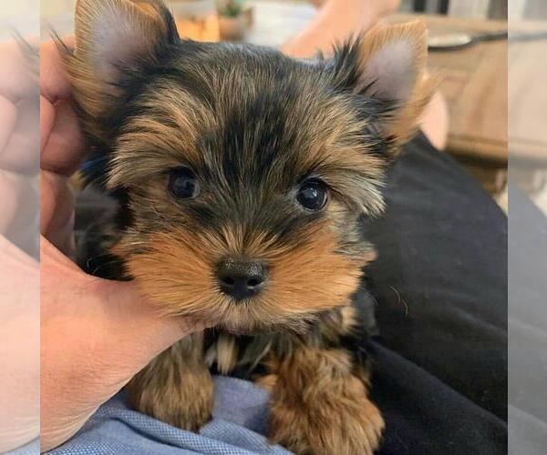 Medium Photo #1 Yorkshire Terrier Puppy For Sale in CONCORD, CA, USA