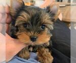 Small Photo #1 Yorkshire Terrier Puppy For Sale in CONCORD, CA, USA