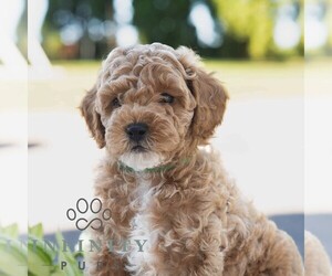 Bichpoo Puppy for sale in NEWPORT, PA, USA