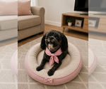 Small #4 Shih-Poo