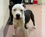 Small American Staffordshire Terrier Mix