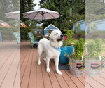 Small #8 Great Pyrenees