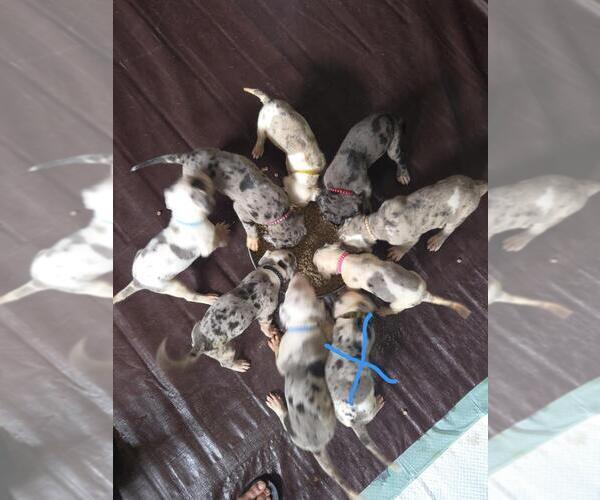 Medium Photo #1 Great Dane Puppy For Sale in MADISON, IN, USA