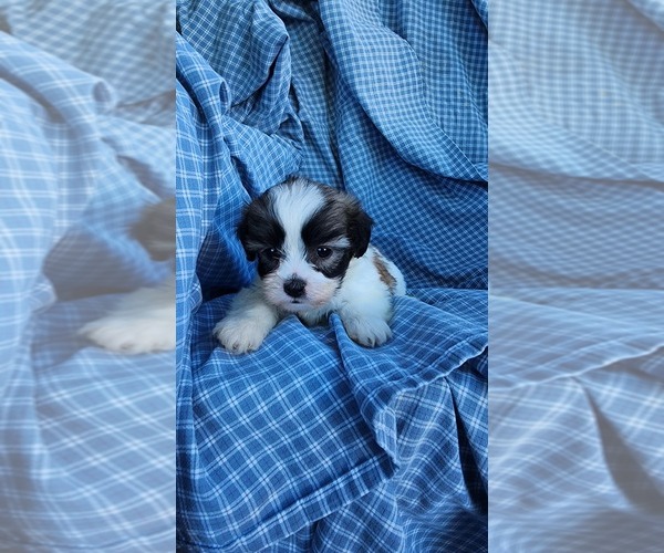 Medium Photo #10 Zuchon Puppy For Sale in GREENWOOD, WI, USA