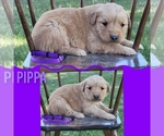 Small Photo #6 Golden Retriever Puppy For Sale in MONTROSE, CO, USA
