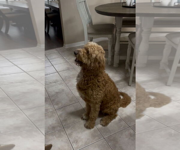 Medium Photo #6 Goldendoodle Puppy For Sale in Orlando, FL, USA