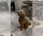Small #5 Goldendoodle