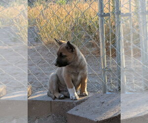 Drive Through litter, Popeye - located in UT - Male Mutt Dog for Adoption - Photo #2