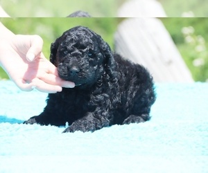Poodle (Miniature) Puppy for sale in UNION CITY, TN, USA
