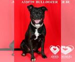 Small #1 Labrador Retriever Mix