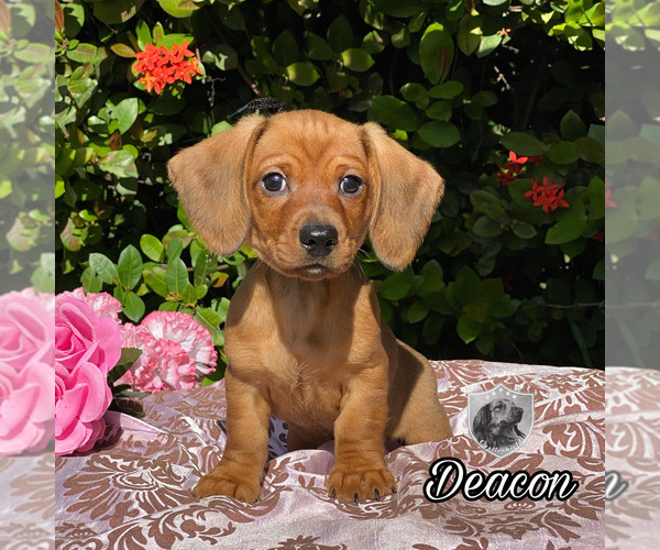 Medium Photo #1 Dachshund Puppy For Sale in MIAMI, FL, USA