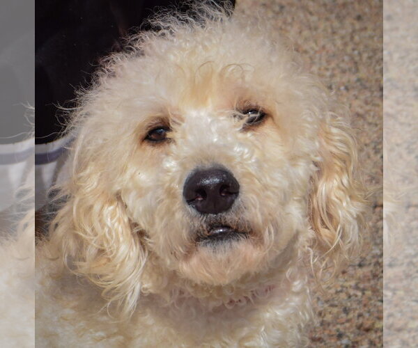 Medium Photo #5 Golden Retriever-Unknown Mix Puppy For Sale in Huntley, IL, USA