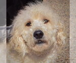 Small Photo #5 Golden Retriever-Unknown Mix Puppy For Sale in Huntley, IL, USA