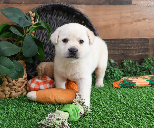 Medium Photo #3 Labrador Retriever Puppy For Sale in SYRACUSE, IN, USA