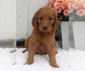 Goldendoodle Puppy for sale in FREDERICKSBURG, OH, USA