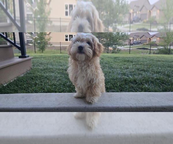 Medium Photo #1 Poovanese Puppy For Sale in LEES SUMMIT, MO, USA