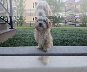 Poovanese Puppy for sale in LEES SUMMIT, MO, USA