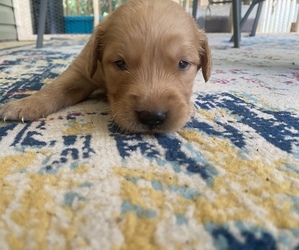 Golden Retriever Puppy for Sale in SODDY DAISY, Tennessee USA