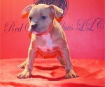 Puppy Puppy 5 American Bully