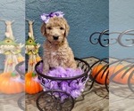 Small Photo #1 Poodle (Standard) Puppy For Sale in TAMPA, FL, USA