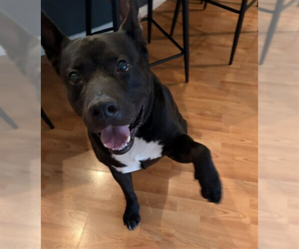 Medium Photo #2 Mutt Puppy For Sale in Las Vegas, NV, USA
