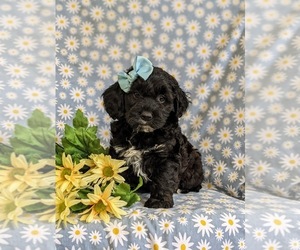 Cock-A-Poo Puppy for sale in NOTTINGHAM, PA, USA