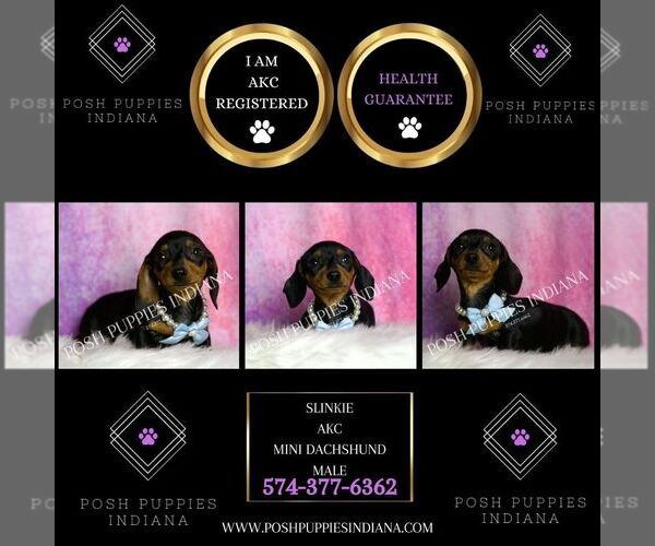 Medium Photo #12 Dachshund Puppy For Sale in WARSAW, IN, USA