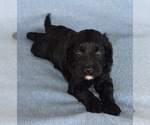 Small Photo #4 Cavapoo Puppy For Sale in BOYCE, VA, USA