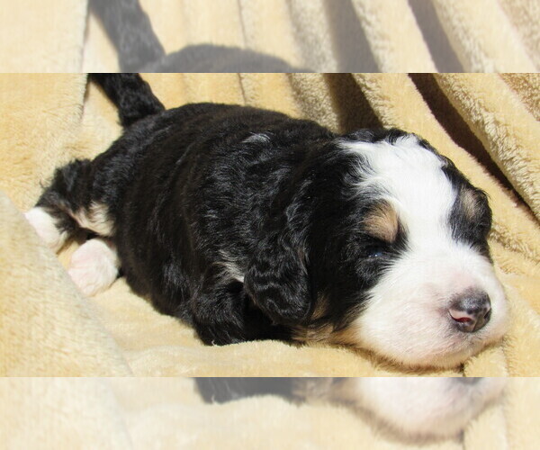Medium Photo #1 Bernedoodle Puppy For Sale in BIG ROCK, IL, USA
