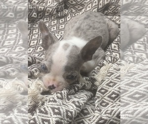 Boston Terrier Puppy for sale in APPLETON, WI, USA