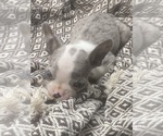 Small Boston Terrier