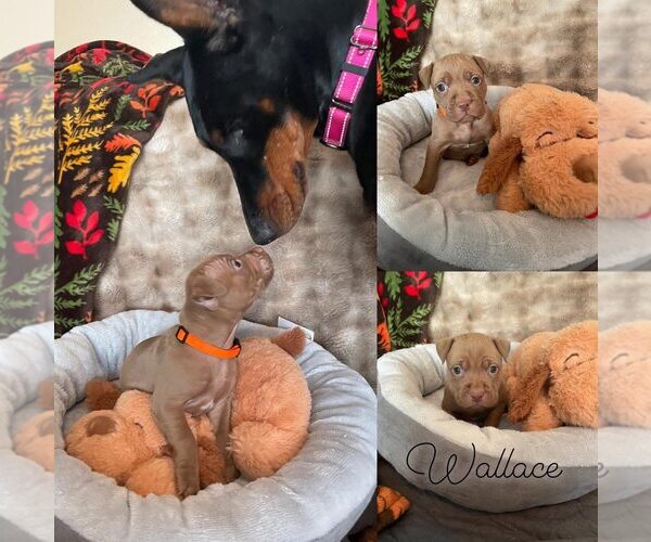 Medium Photo #2 Mutt Puppy For Sale in Rochester, NY, USA