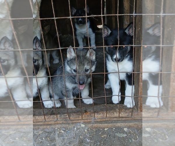 Medium Photo #4 Siberian Husky Puppy For Sale in LONG EDDY, NY, USA